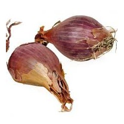 ECHALOTE FRAIS LE KG